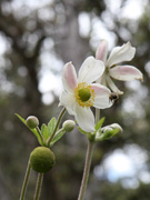 キラウエア火口の花
