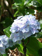 キラウエア火口の花
