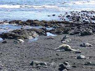 プナルウ黒砂海岸