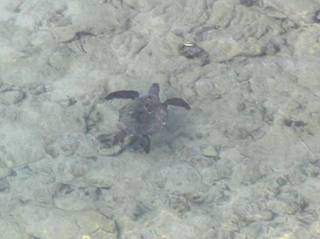 ゆったり泳いでいる海がめ
